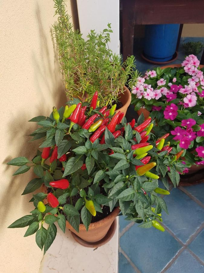 B&B Il Vicolo Di Pizzo Екстериор снимка